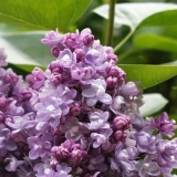 Lila katherine havemeyer (katherine havemeyer): fotografija i opis